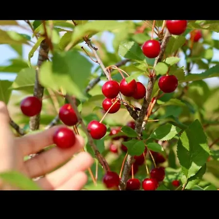 Casa Do Ginjao Hébergement de vacances *